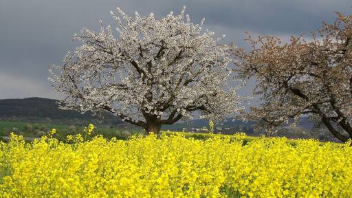 (LSG:HE-2440001)_Auenverbund Wetterau