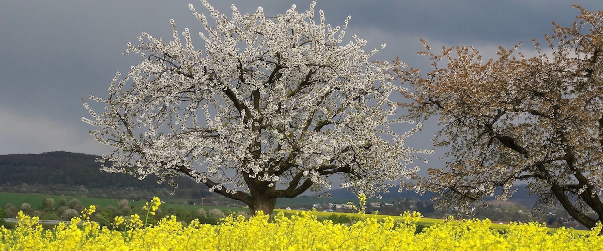 A field of yellow flowers with a large tree in the background.