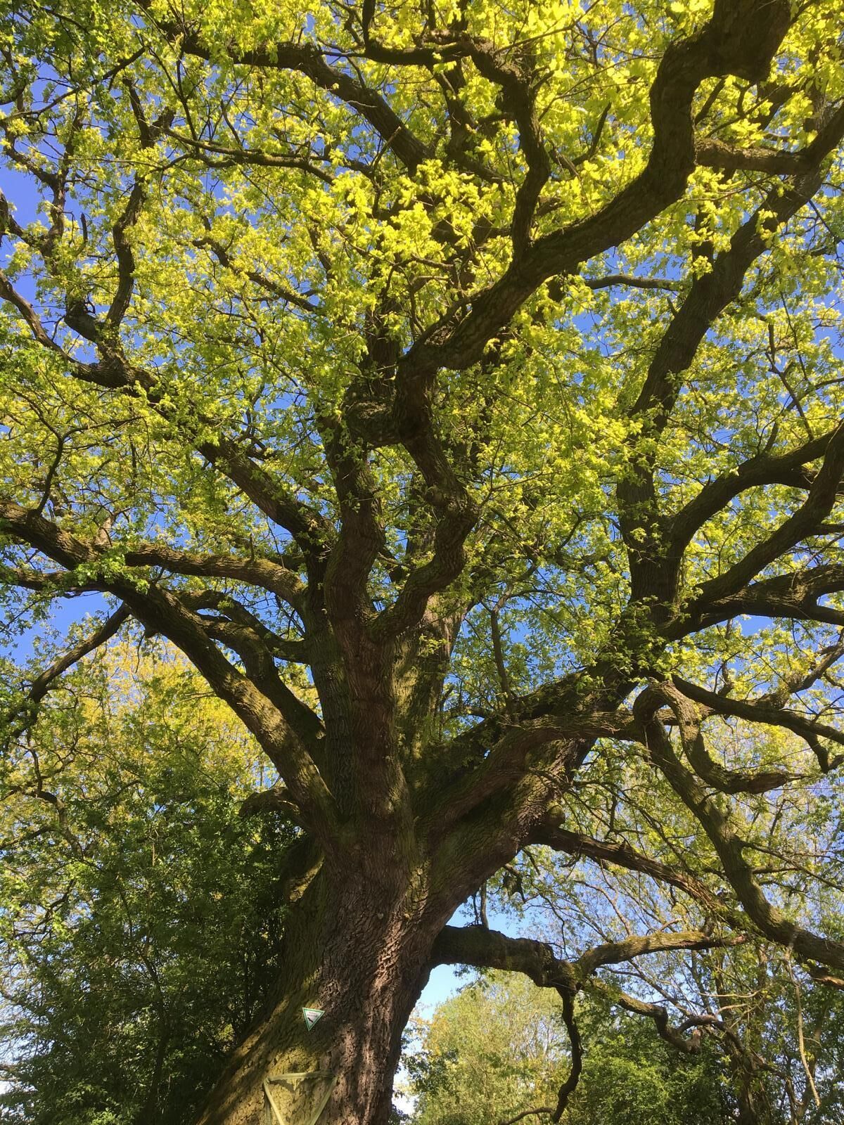 A large tree with a thick trunk and extensive branches.