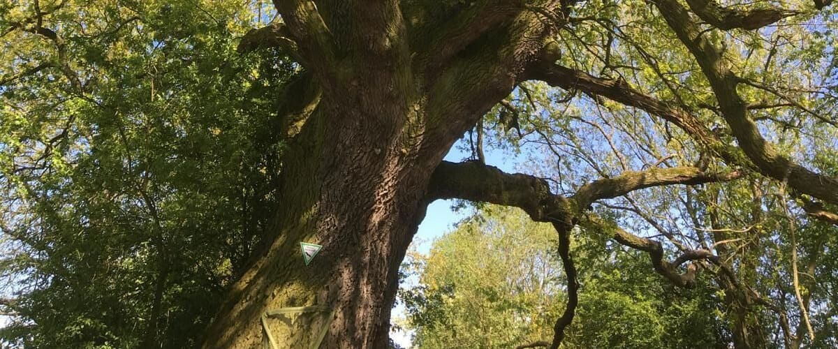 A large tree with a thick trunk and extensive branches.