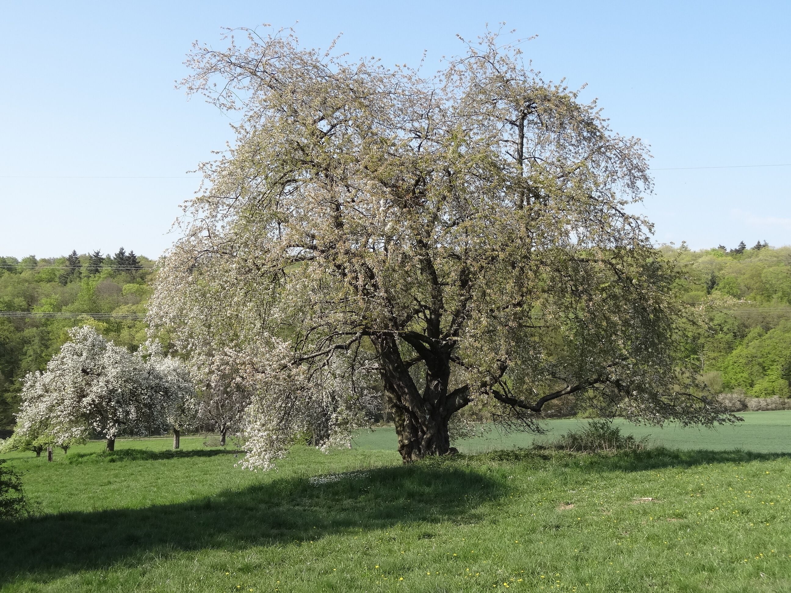 Kirsche am Eichelberg (Blofeld)