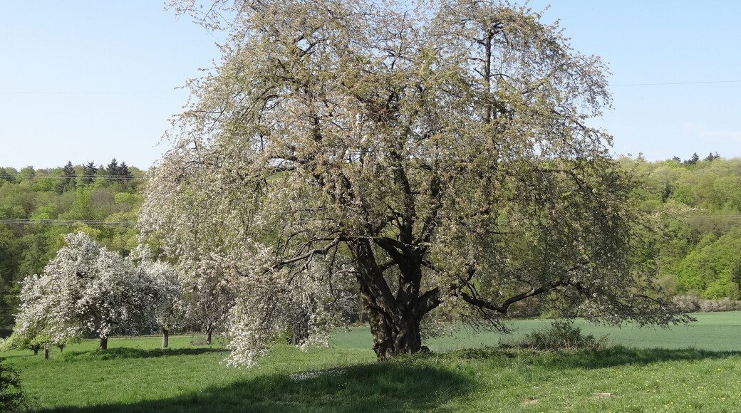 Kirsche am Eichelberg (Blofeld)