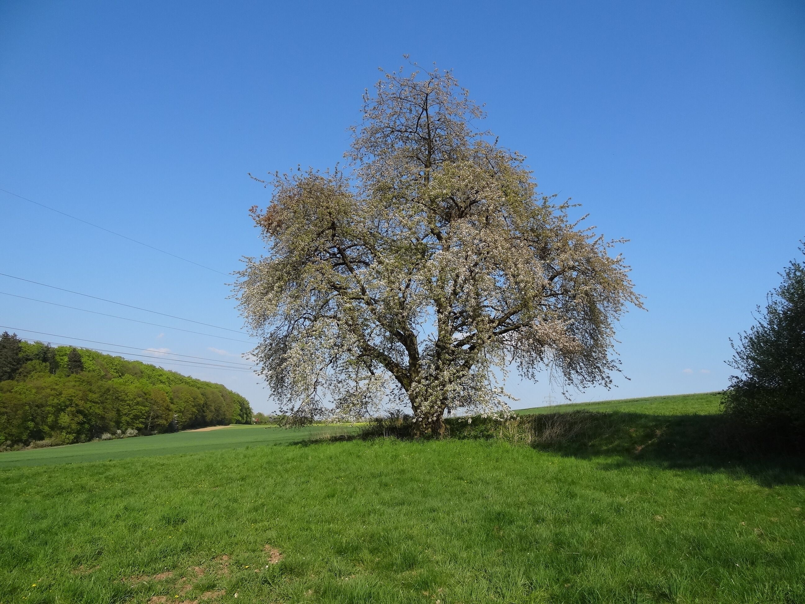 Kirsche am Eichelberg (Blofeld)