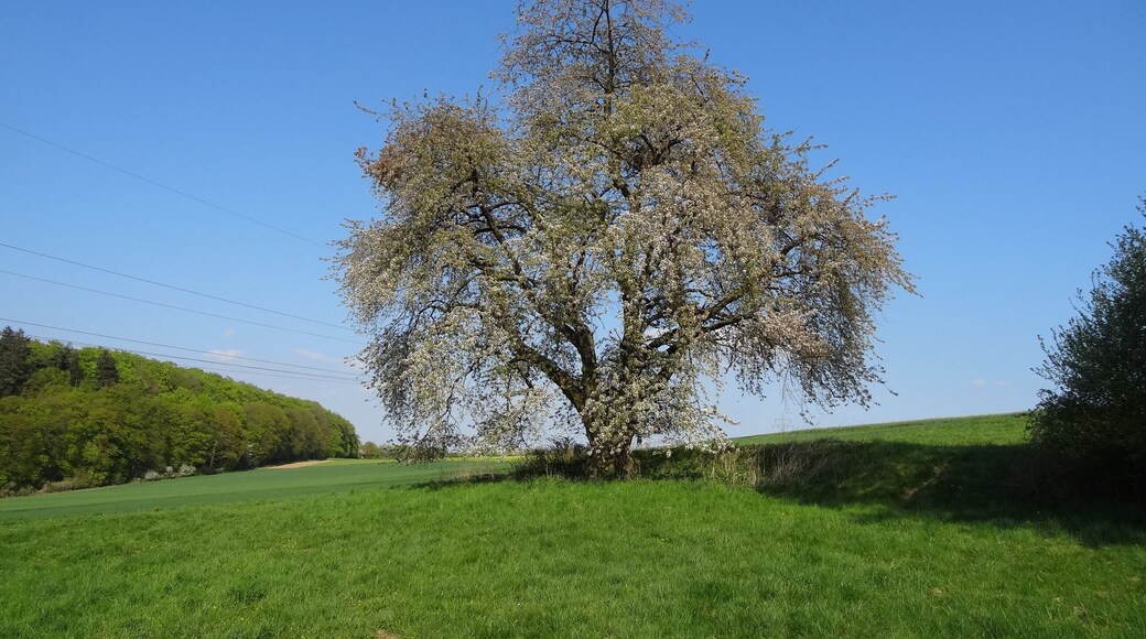 Kirsche am Eichelberg (Blofeld)