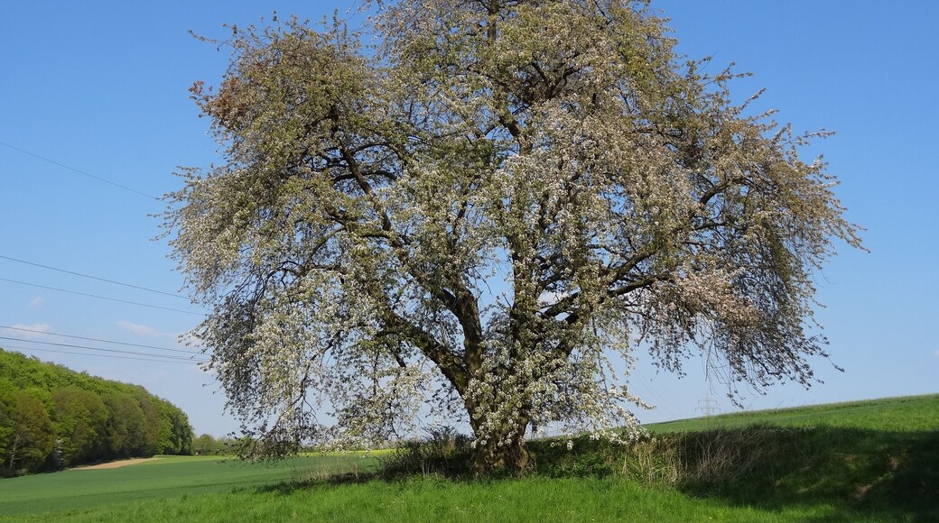 Kirsche am Eichelberg (Blofeld)