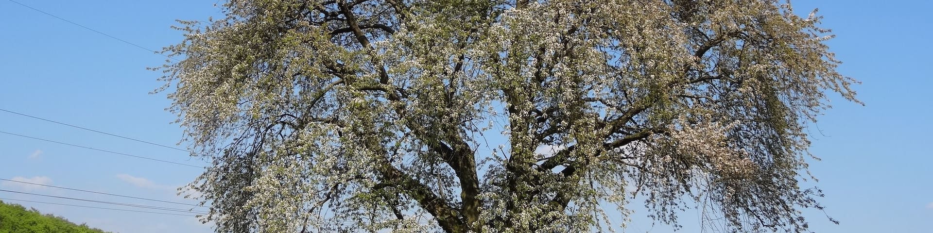 Kirsche am Eichelberg (Blofeld)