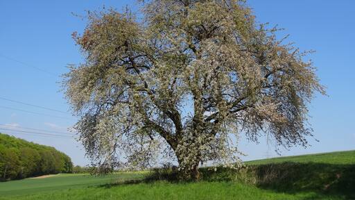Kirsche am Eichelberg (Blofeld)