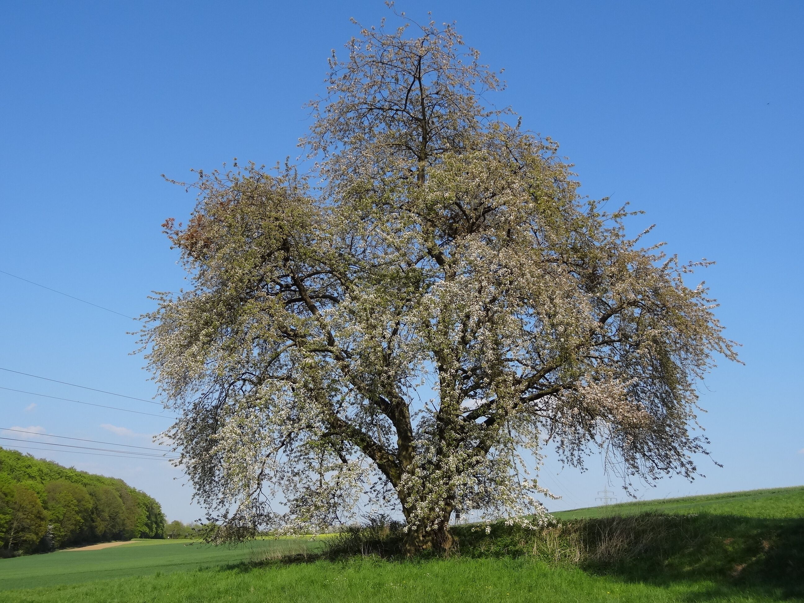 A large tree with white blossoms in a green field.