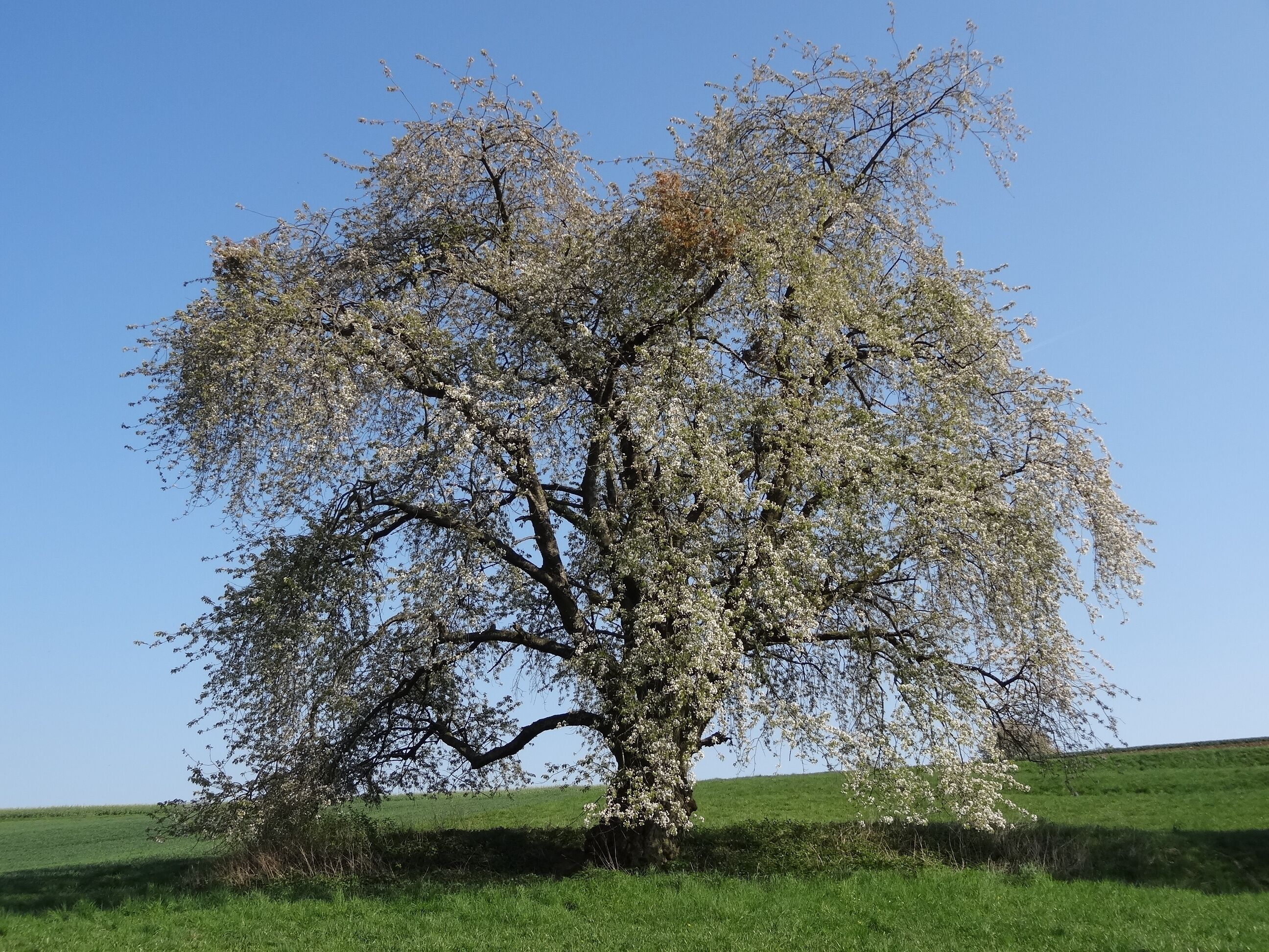 Kirsche am Eichelberg (Blofeld)
