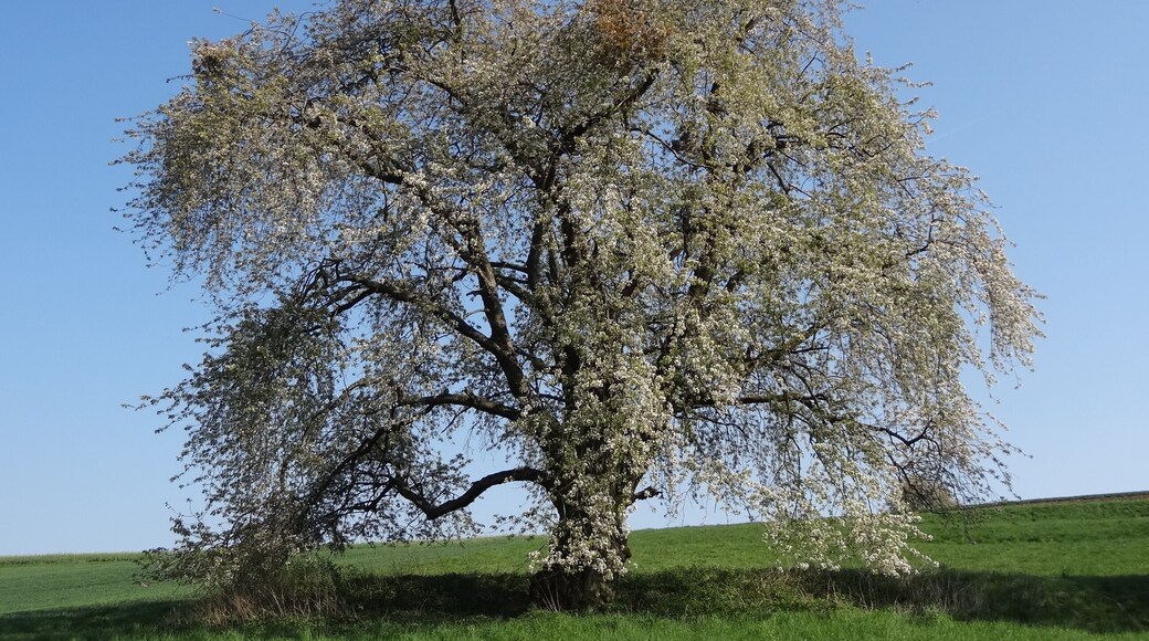 Kirsche am Eichelberg (Blofeld)