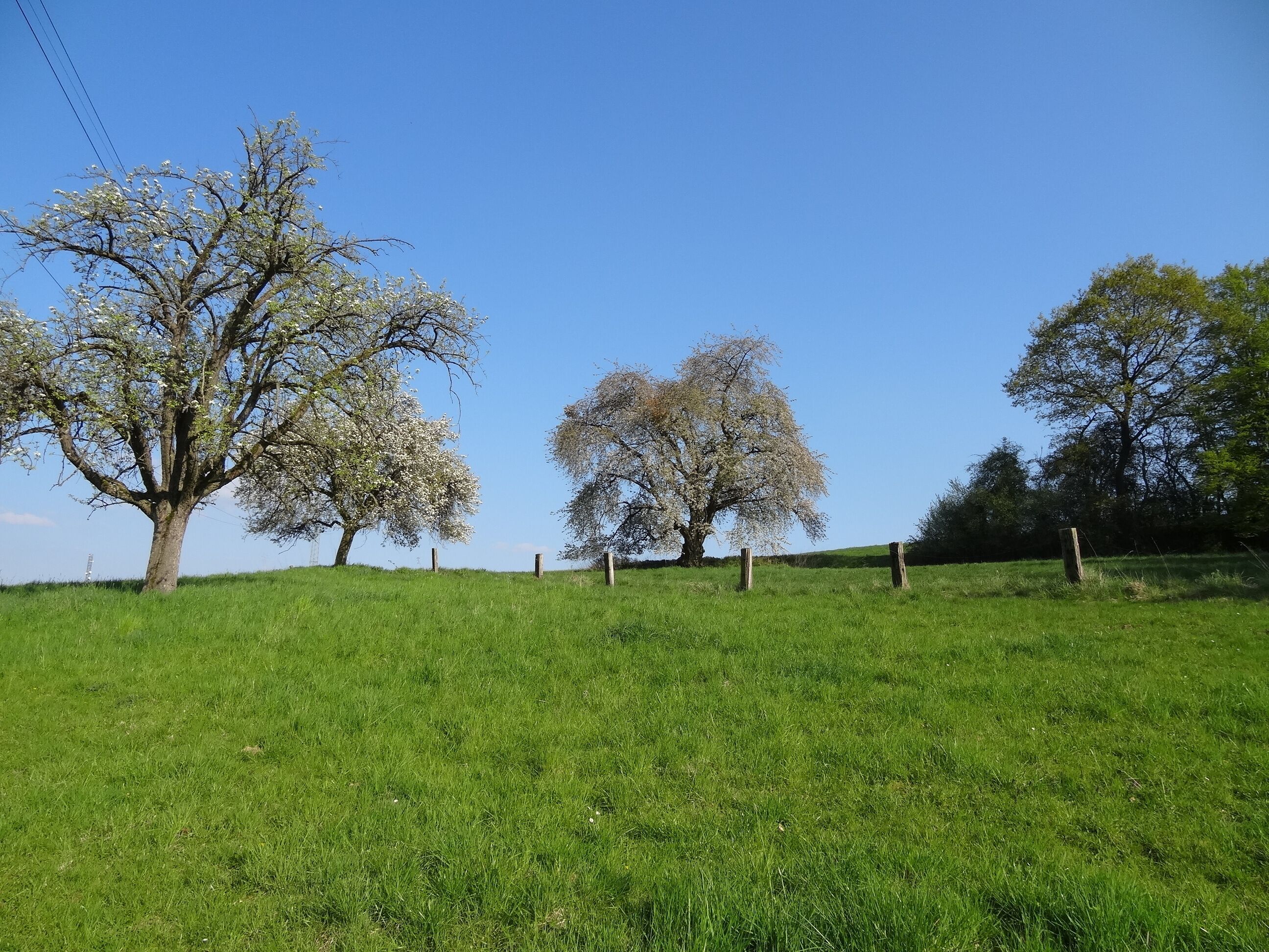 Kirsche am Eichelberg (Blofeld)