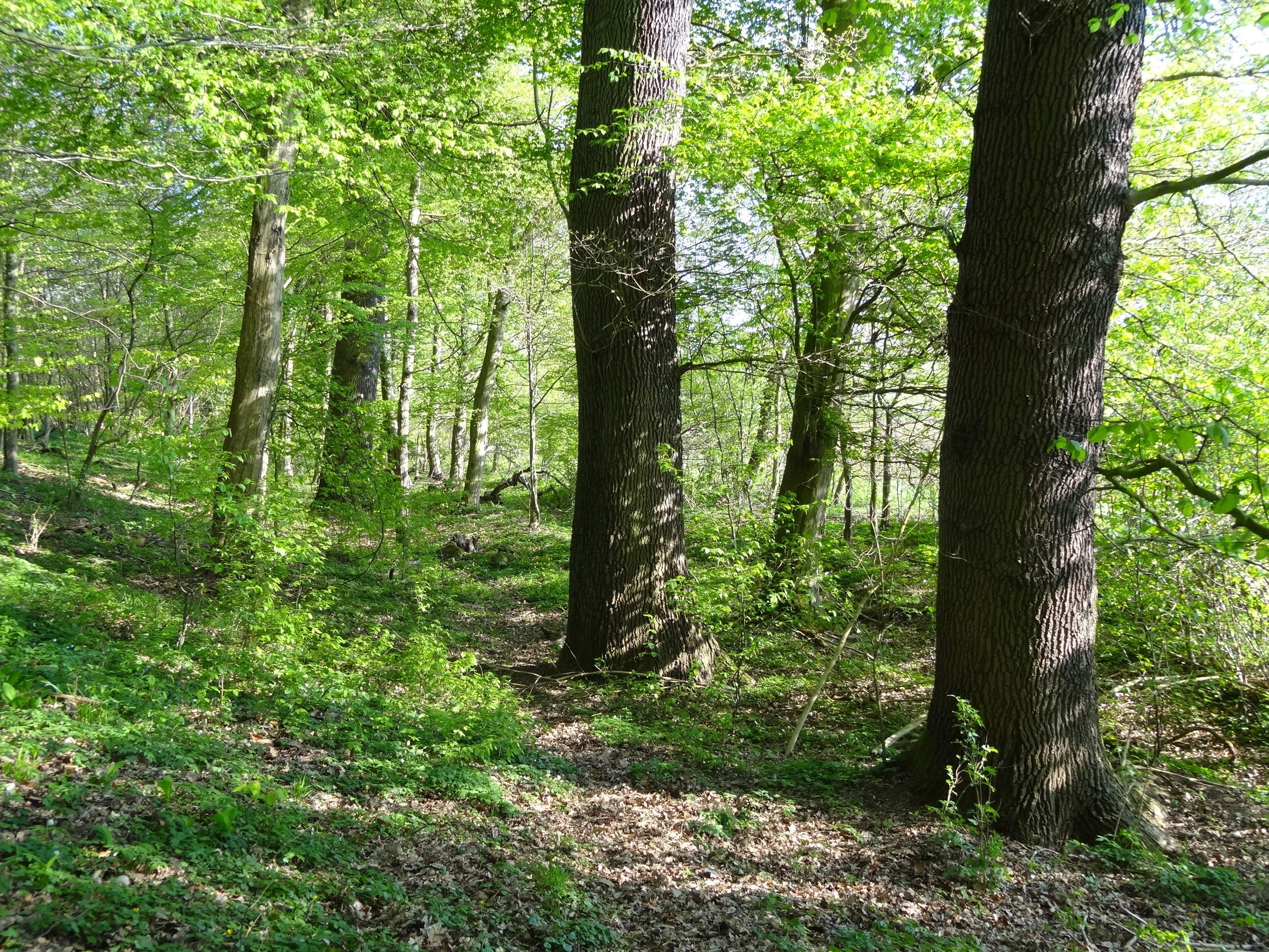 4 Eichen (Bingenheim)