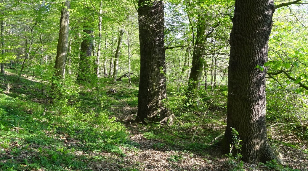 4 Eichen (Bingenheim)