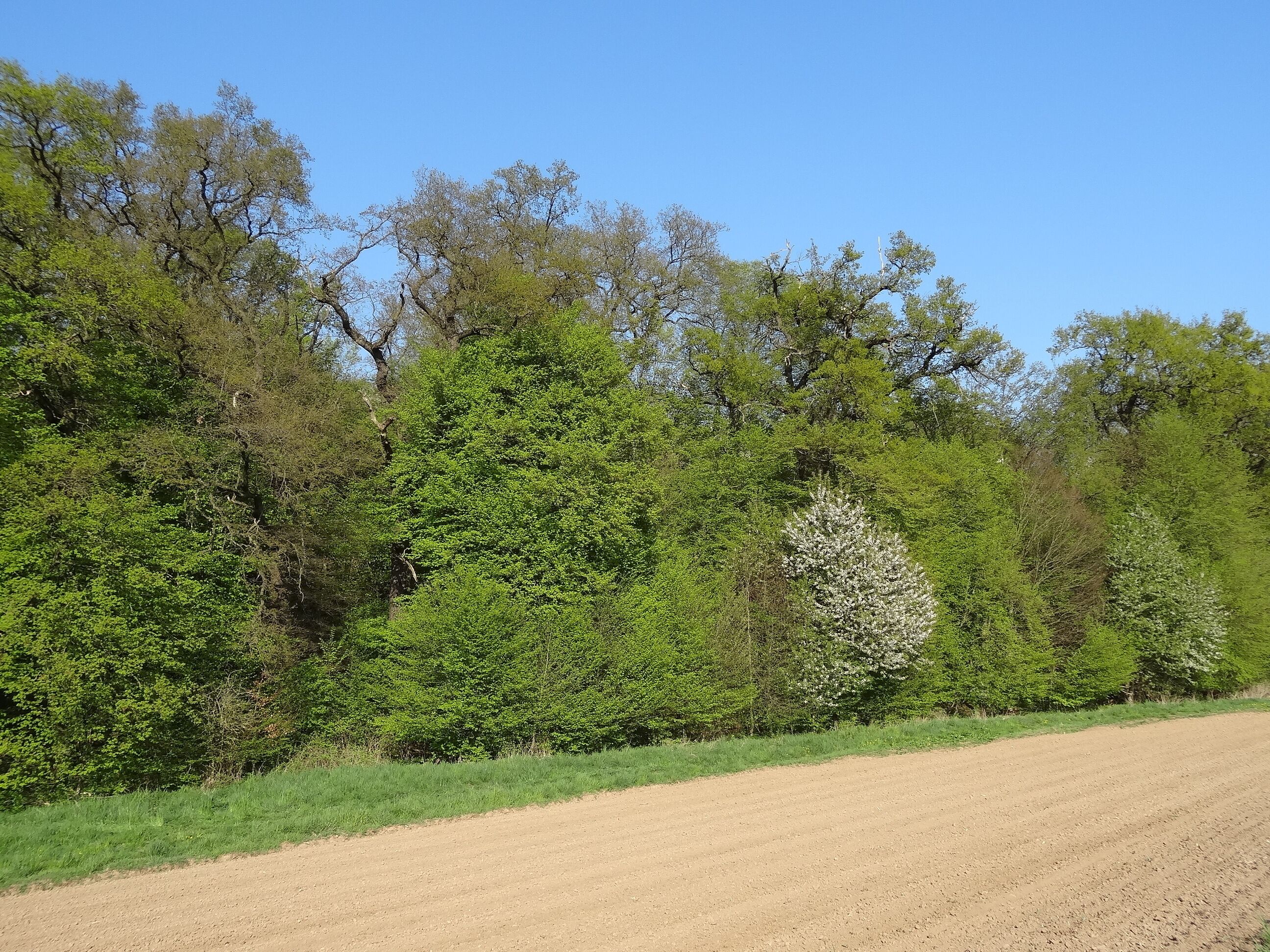 4 Eichen (Bingenheim)