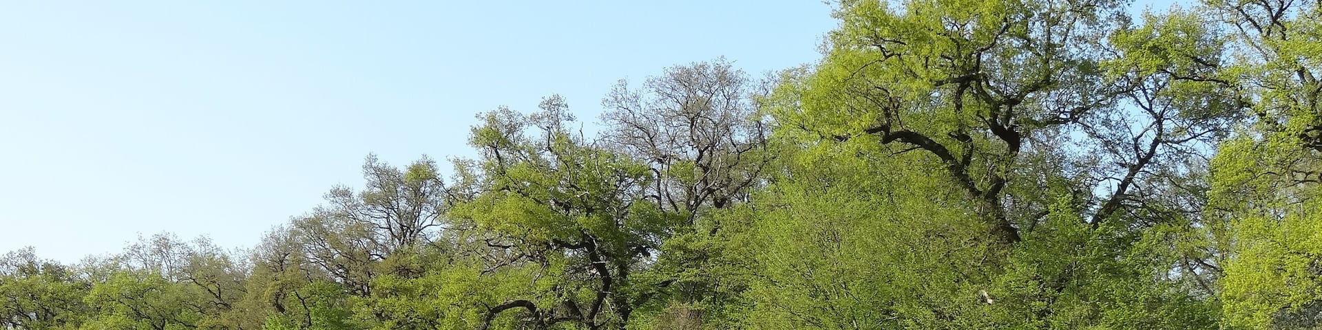 4 Eichen (Bingenheim)