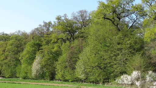 4 Eichen (Bingenheim)