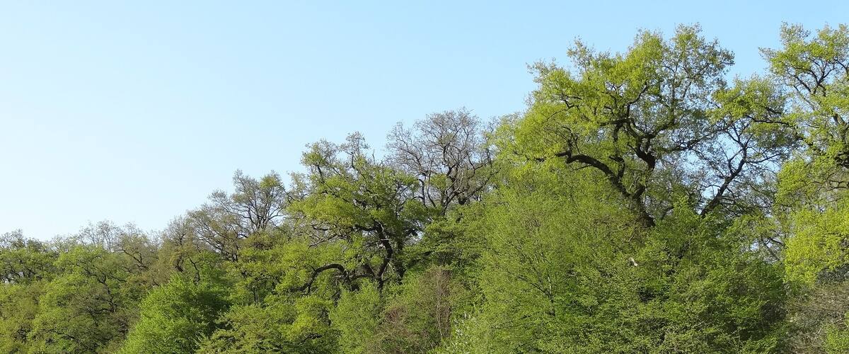 A lush green field with a dense forest in the background.