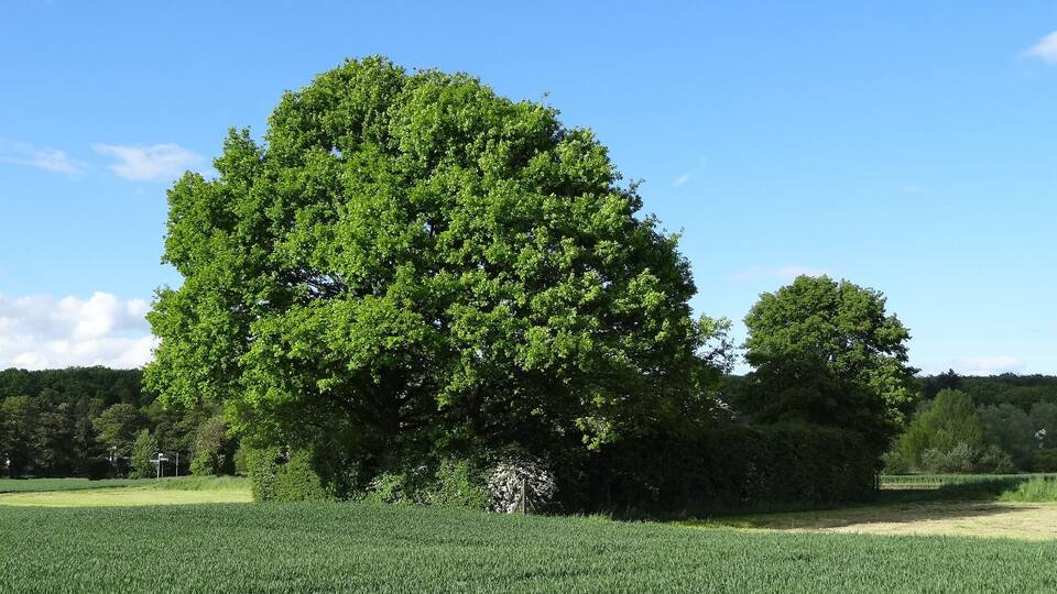A large tree in a field with a clear blue sky.