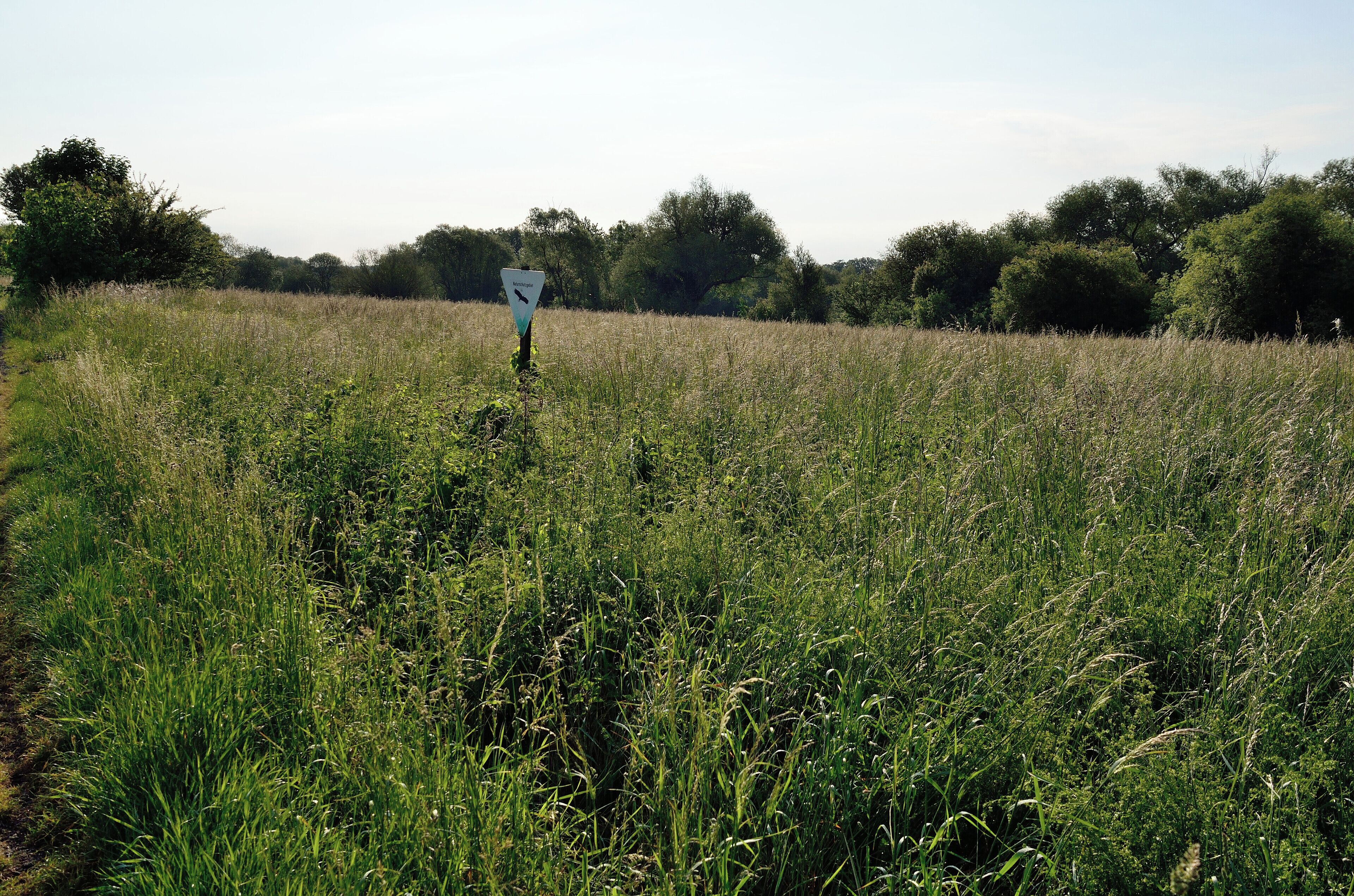 A field with tall grass and a directional sign.