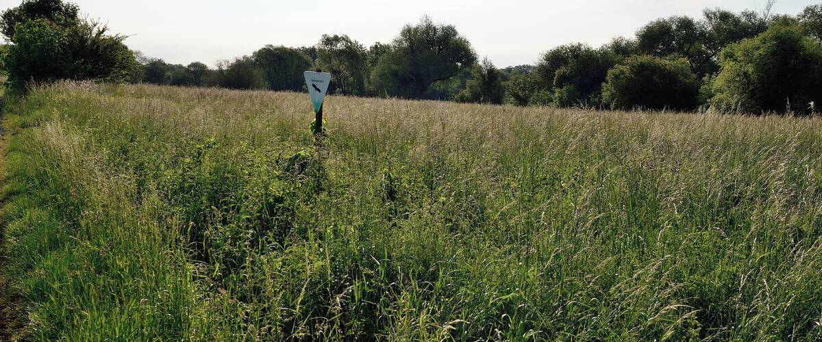 A field with tall grass and a directional sign.