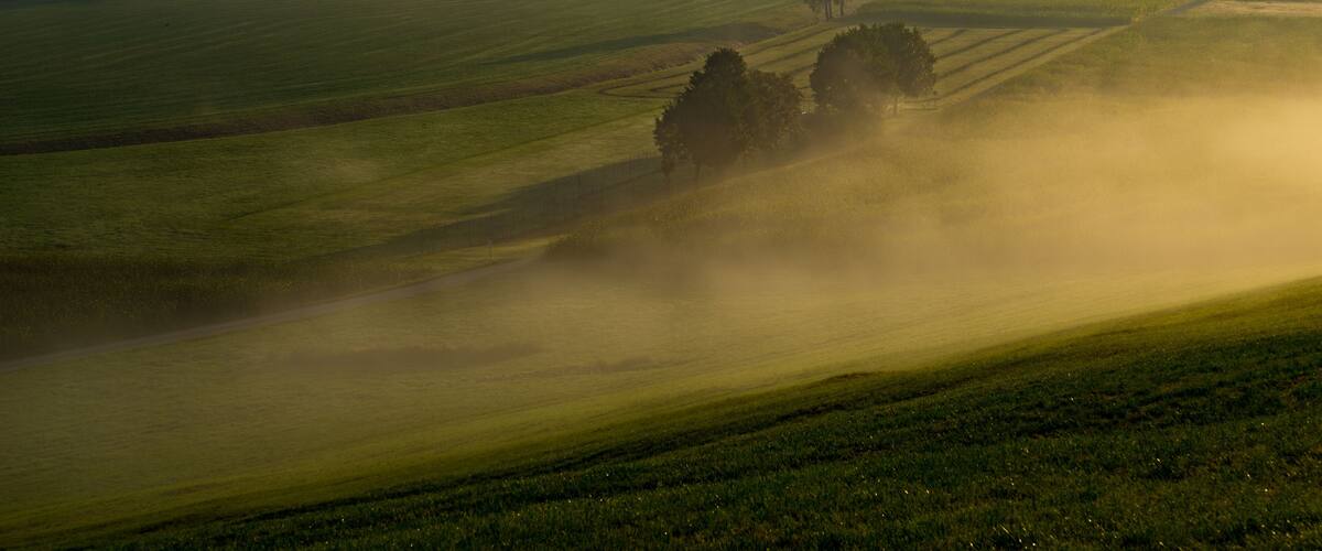 A misty landscape with rolling green fields and scattered trees.