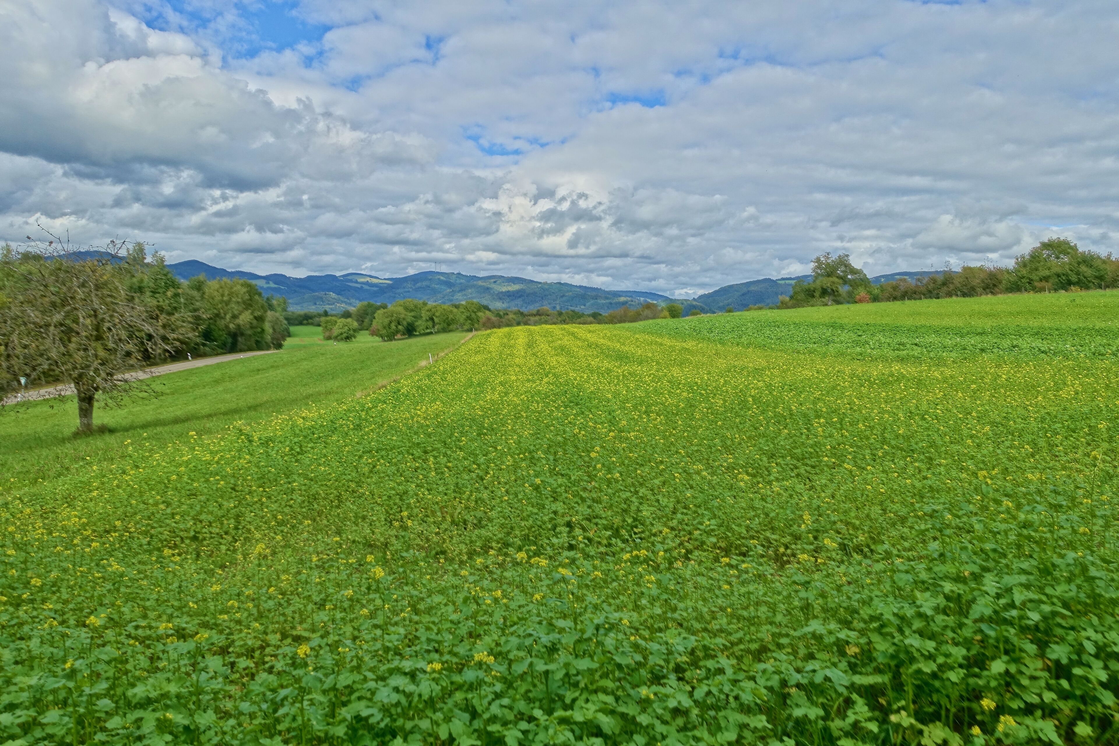 Landschaftsschutzgebiet mit weitläufigen, durch den Wechsel von Feldhecken, Feldgehölzen und eingestreuten Äckern reich strukturierten Kulturlandschaft, der Hochflächen aus zumeist mageren Weiden und Wiesen, insbesondere Trockenrasen, Glatthaferwiesen sowie Streuobstwiesen und artenreiche Tier- und Pflanzenwelt.