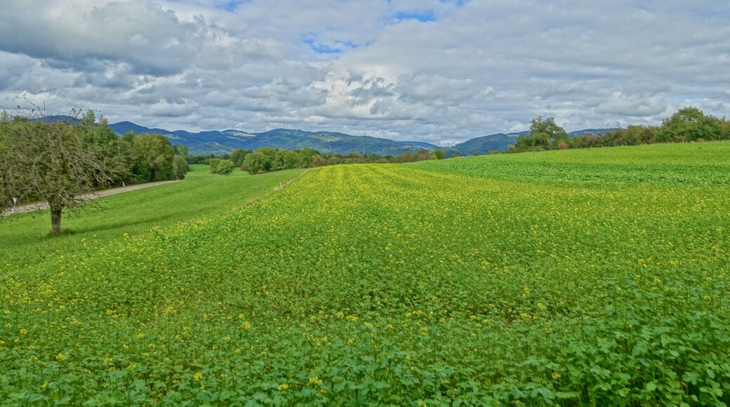 Landschaftsschutzgebiet mit weitläufigen, durch den Wechsel von Feldhecken, Feldgehölzen und eingestreuten Äckern reich strukturierten Kulturlandschaft, der Hochflächen aus zumeist mageren Weiden und Wiesen, insbesondere Trockenrasen, Glatthaferwiesen sowie Streuobstwiesen und artenreiche Tier- und Pflanzenwelt.
