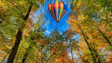 A colorful hot air balloon surrounded by autumn trees.