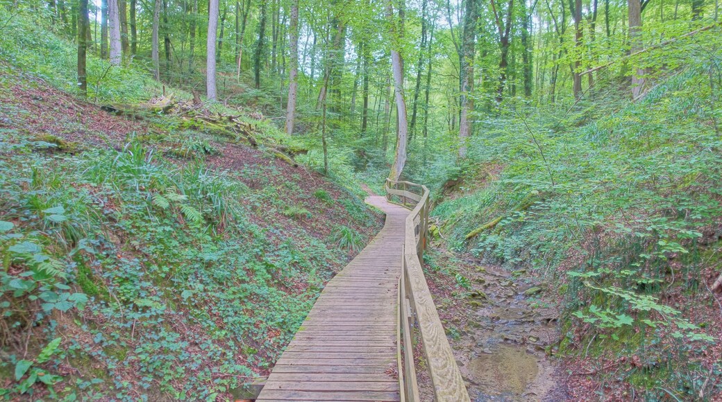 Geologisch interessantes Tal (Rustelgraben) mit naturnahen Laubmischwäldern