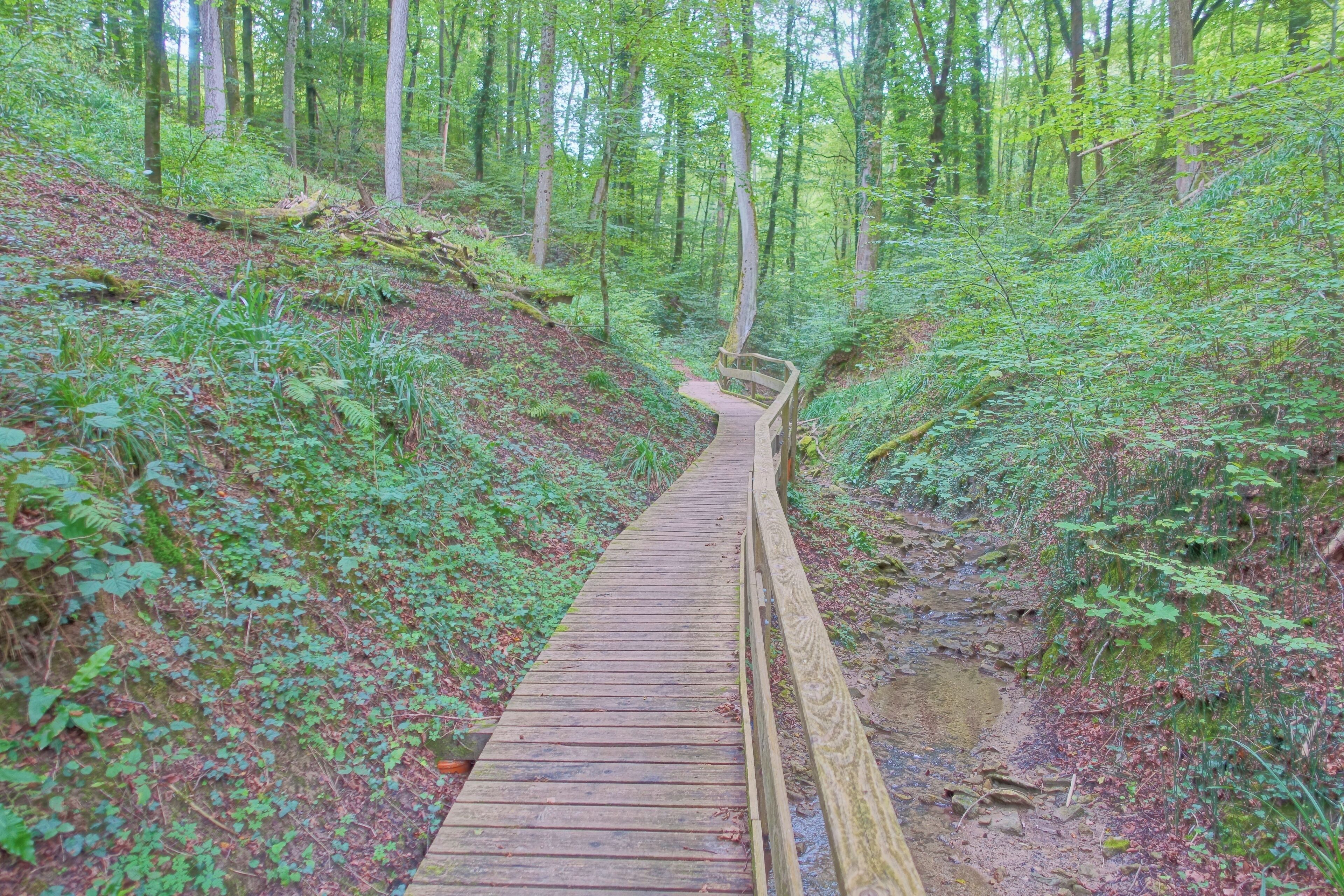 A wooden boardwalk through a forested area with dense greenery and trees.