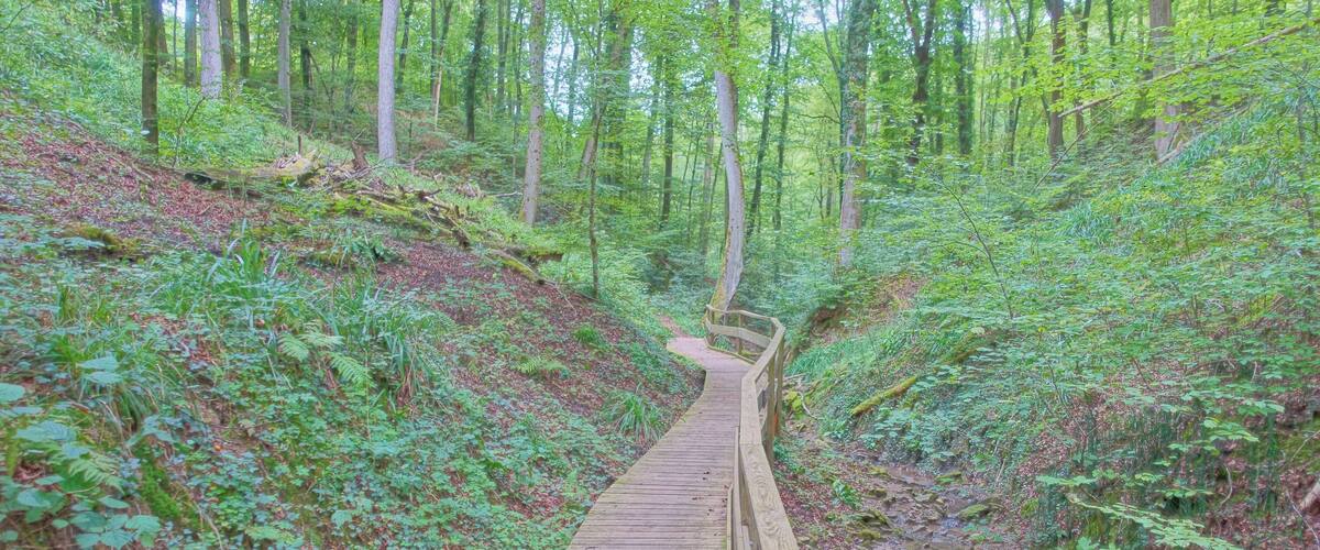 A wooden boardwalk through a forested area with dense greenery and trees.