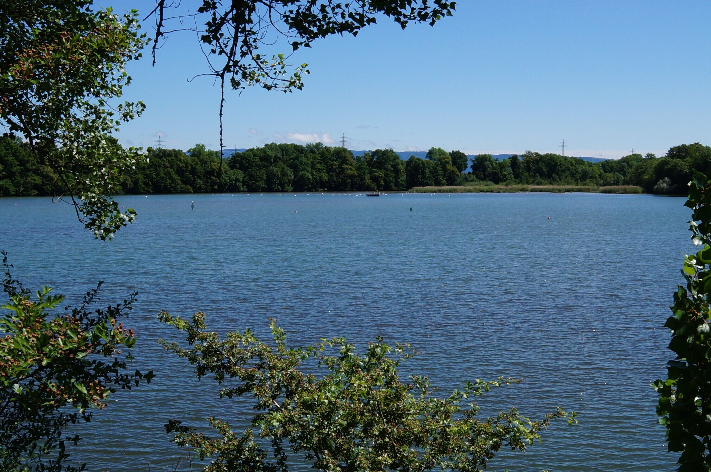 Nature reserve Altrhein Wyhlen (district Lörrach)