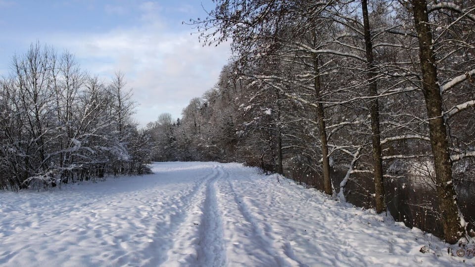 A snow-covered path through a forest with bare trees and a clear sky.