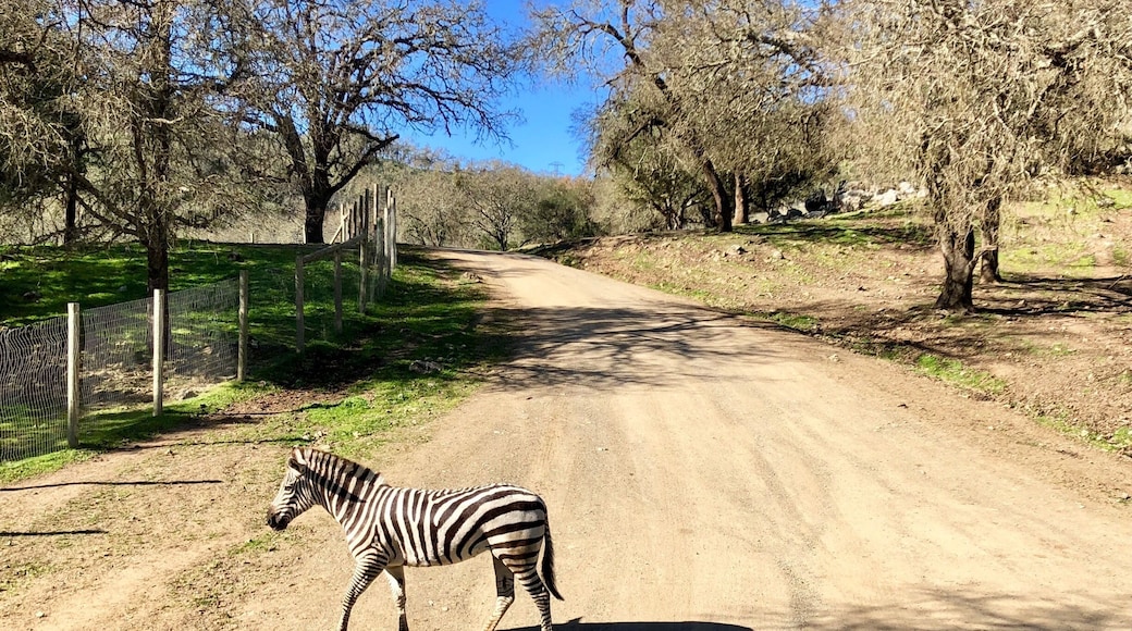 Zeebs crossing #Wildlife