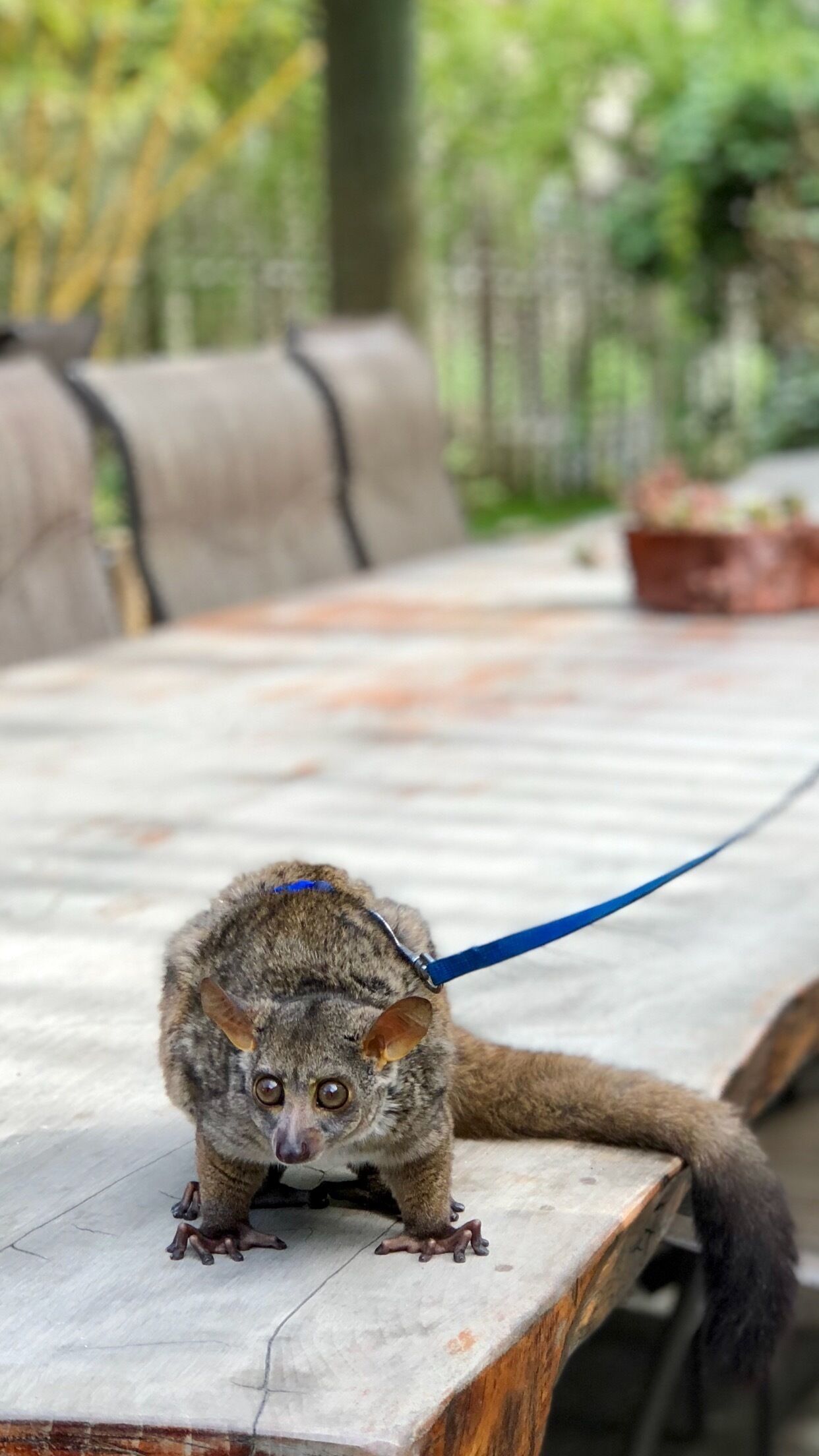 Oh bushbaby, what big eyes you've got! 😳 #Wildlife