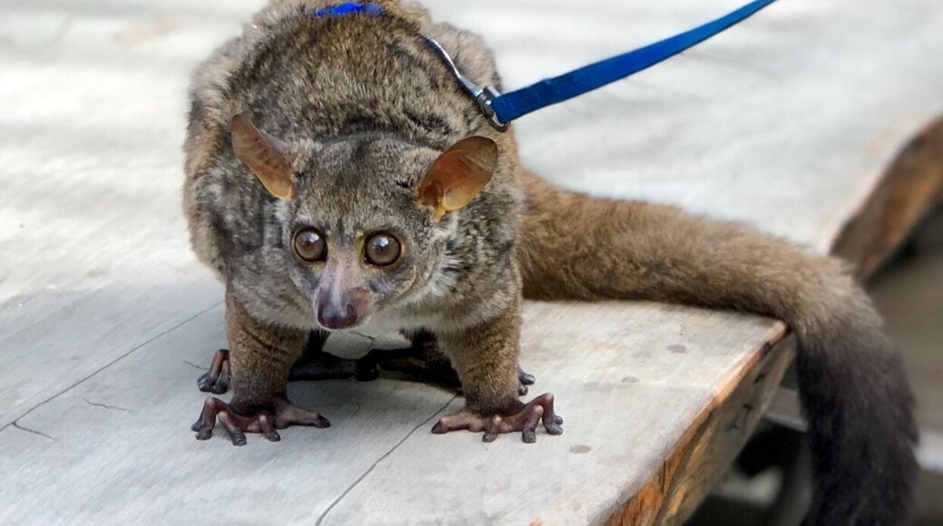 Oh bushbaby, what big eyes you've got! đł #Wildlife