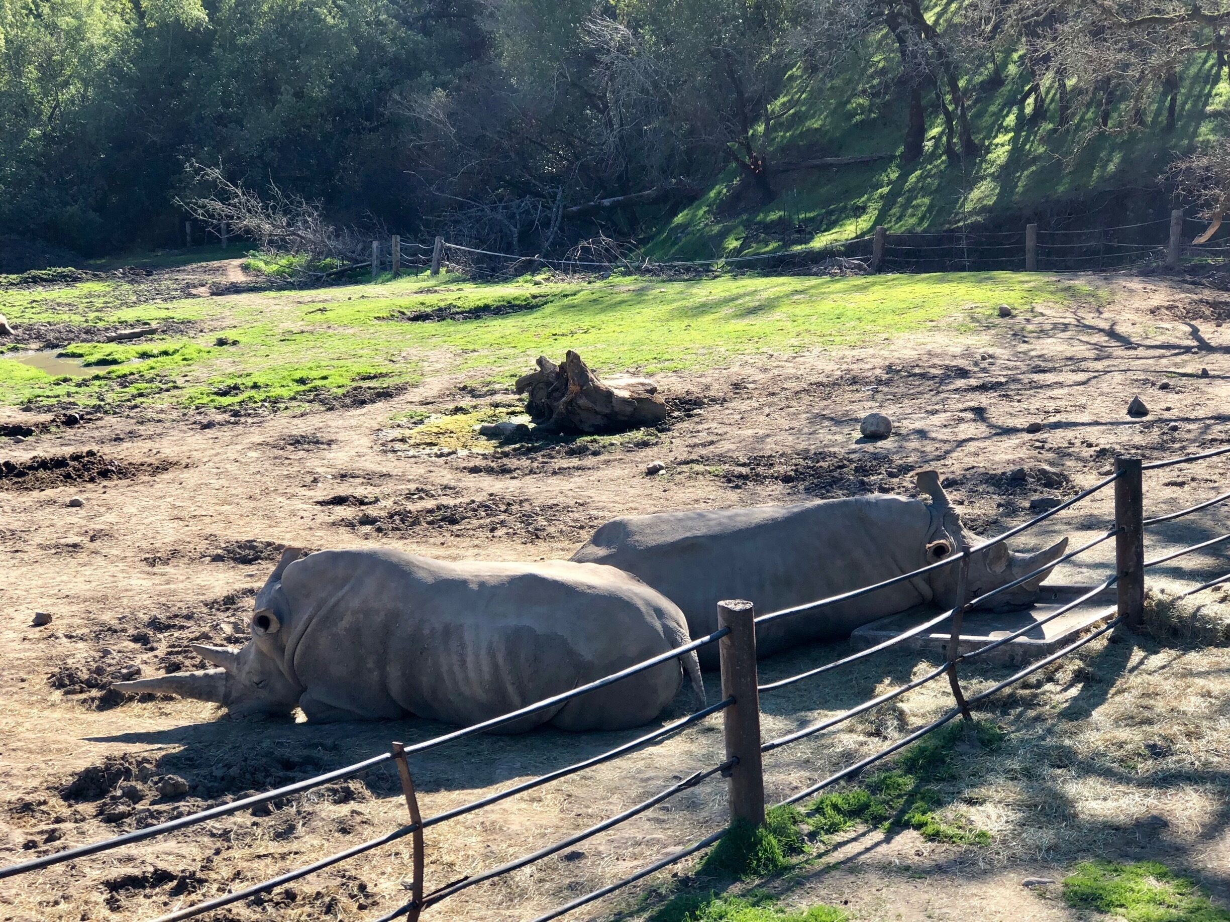 These two rhinos were placed together in hopes of them mating but looks like they’re more interested in lazing around under the California sun 😎 #Wildlife