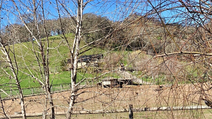 You should flamin-go to Safari West and check out their #wildlife