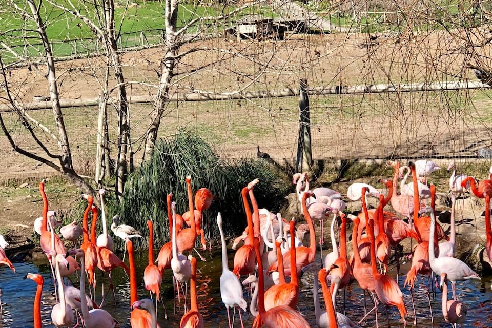 A flock of flamingos in a shallow water body with a rural landscape in the background.