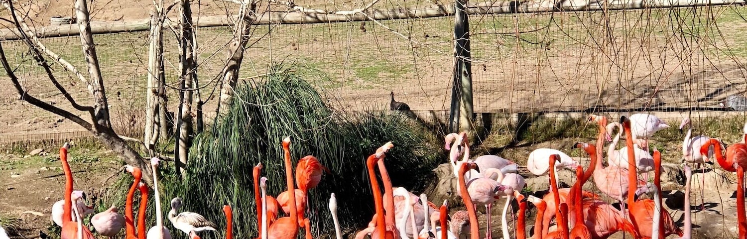 You should flamin-go to Safari West and check out their #wildlife