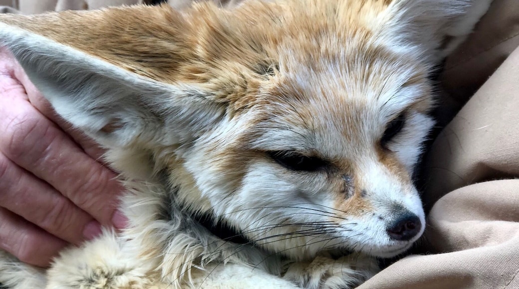 Fennec fox from Safari West, a wildlife preserve in Sonoma County. I did not get to hear what this fox says...#wildlife