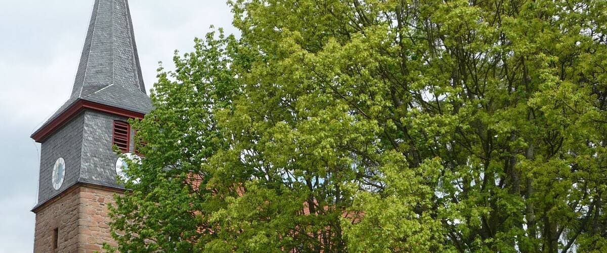A church with a tall steeple and a large tree in front.