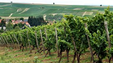 Saulheim, vineyards