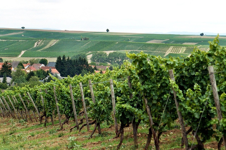 A vineyard with rows of grapevines and a distant view of rolling hills and houses.