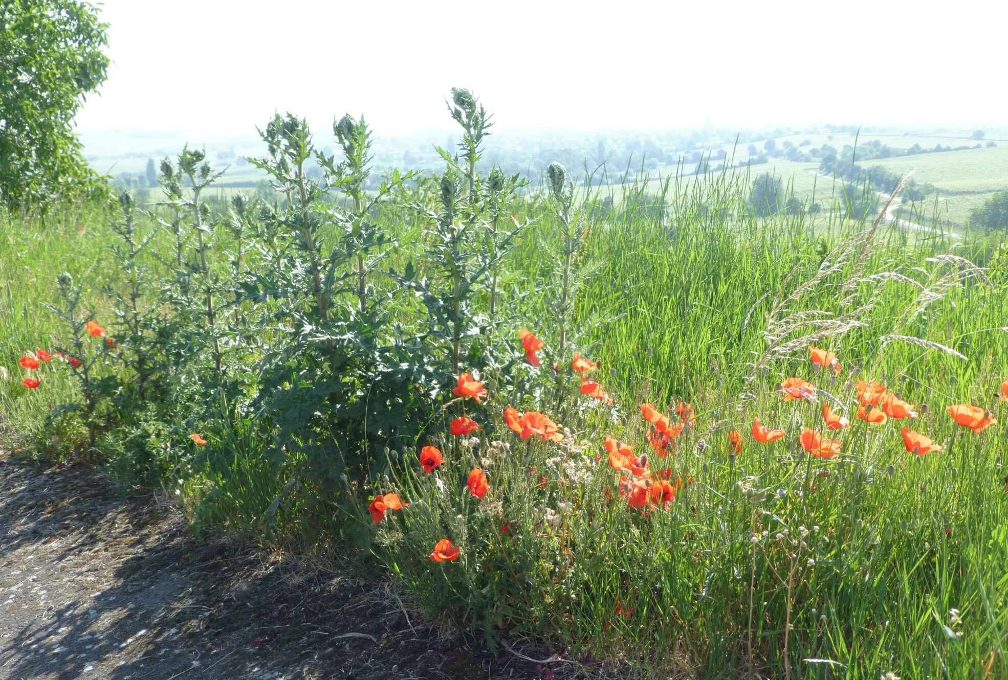 Thistles - to be identified - and red poppies in the Felsenberg-Berntal Nature Reserve, south east of Herxheim am Berg, Palatinate.