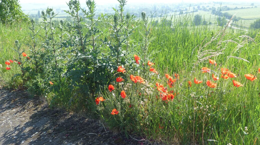 Thistles - to be identified - and red poppies in the Felsenberg-Berntal Nature Reserve, south east of Herxheim am Berg, Palatinate.