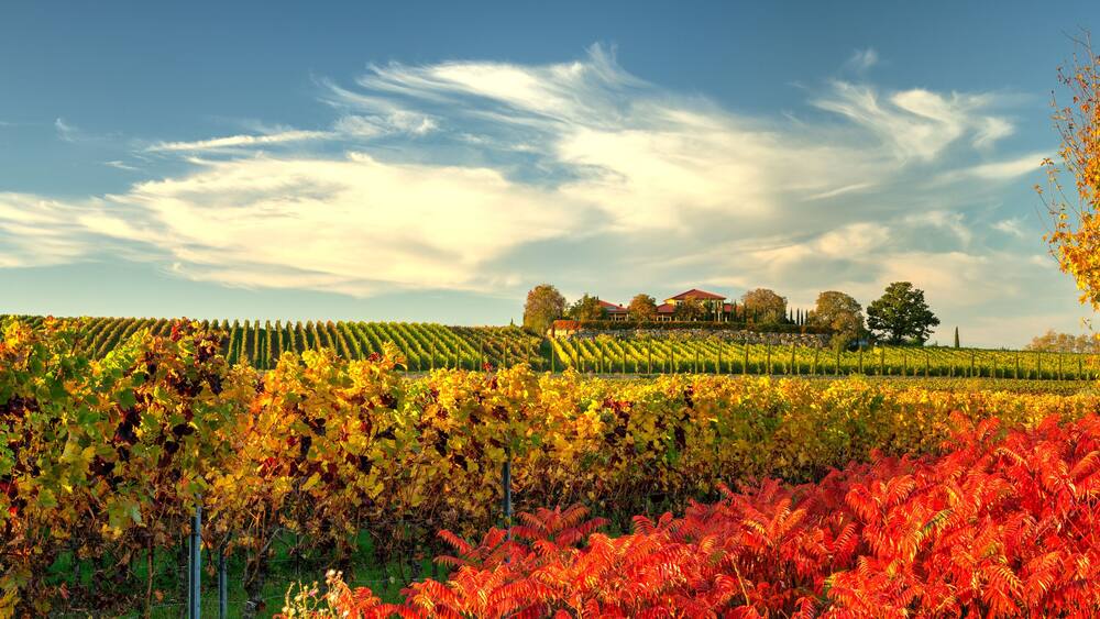vineyard in the autumn near Freinsheim