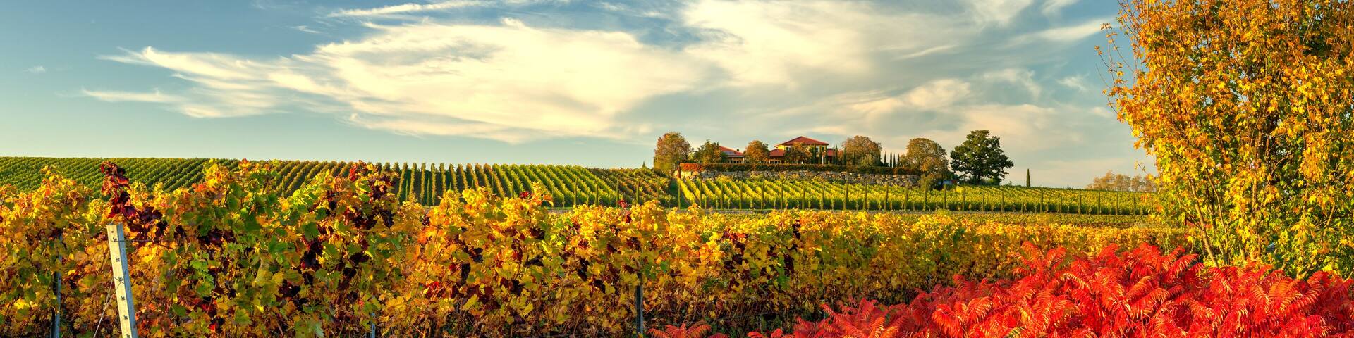 vineyard in the autumn near Freinsheim