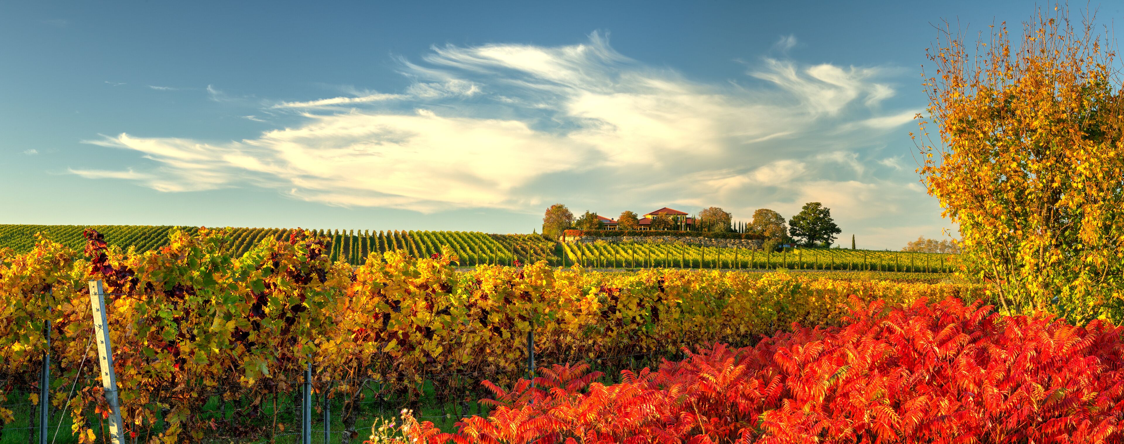 A vineyard with rows of grapevines, autumn foliage, and a distant building.