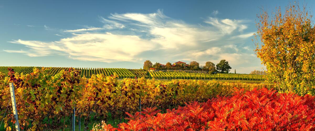A vineyard with rows of grapevines, autumn foliage, and a distant building.